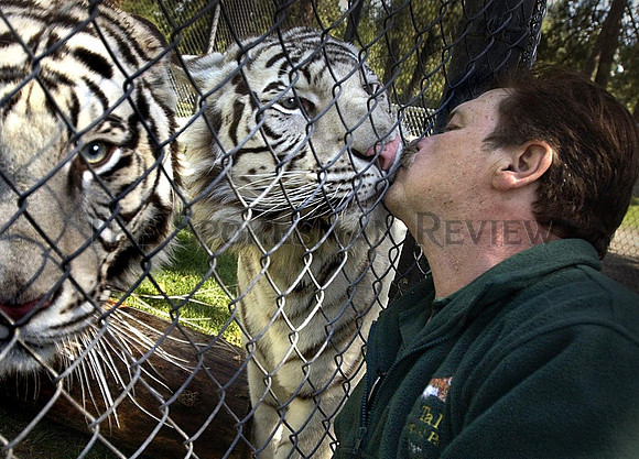 WHITE TIGER CAT TALES