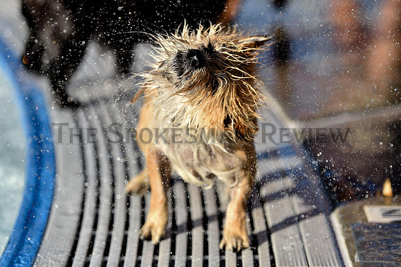 SRX_POOLDOGS_001_tt
