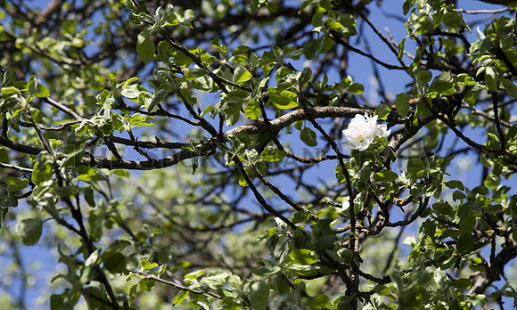 APPLE DETECTIVE 6