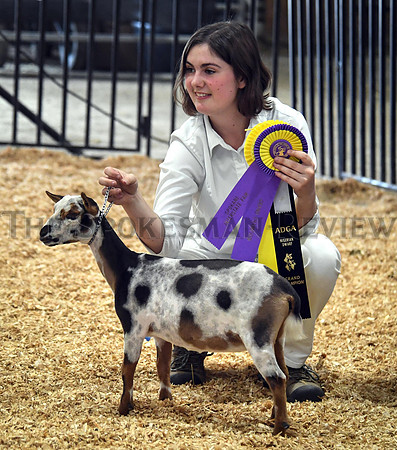 SRX GOATS FAIR