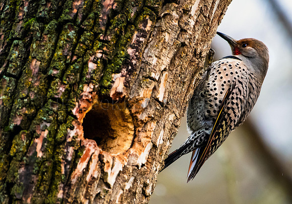 WOODPECKER