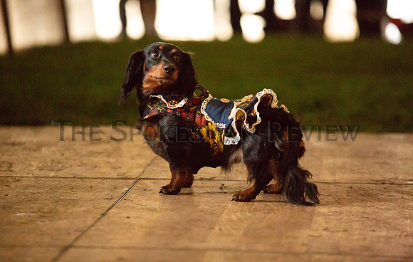 SRX DACHSHUND RACES 2