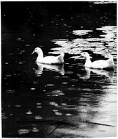 BIRDS - DUCK