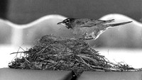 BIRDS - ROBIN