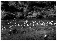 BIRDS - SEAGULL