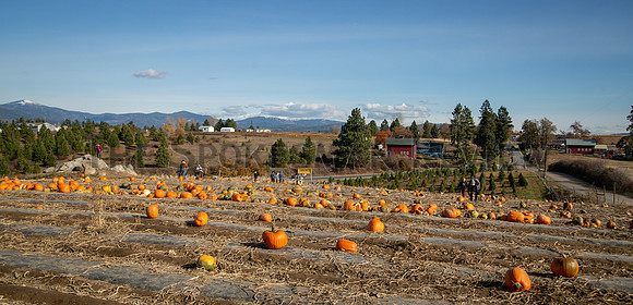 SRX WALTER'S FRUIT RANCH 8