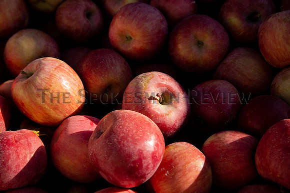SRX WALTER'S FRUIT RANCH 8