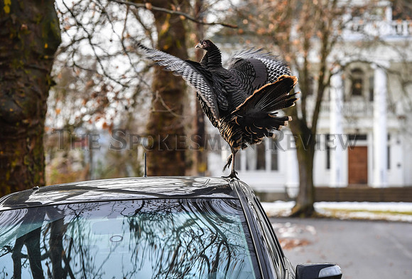 TURKEY BOB