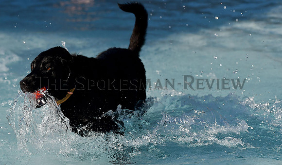 POOLDOGS_006_tt