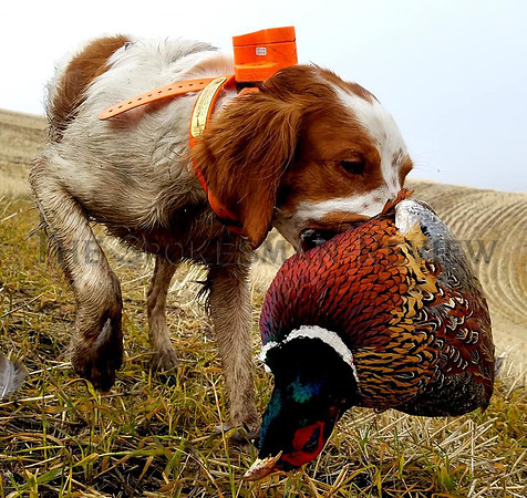 SRX_BIRD_DOGGING2