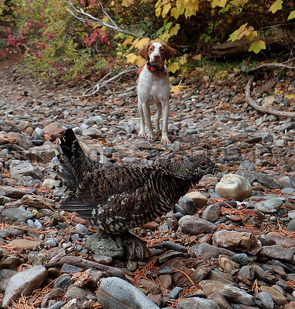 SRX_BIRD_DOGGING6