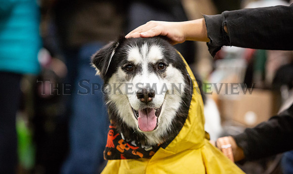 SRX DOG FASHION SHOW 9