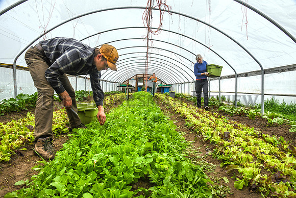 SRX URBAN EDEN FARMS 3