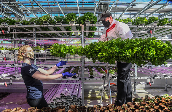 SRX GU GREENHOUSE 1
