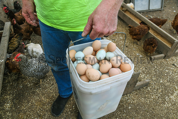 SRX HAGGERTY'S HAPPY HENS 9