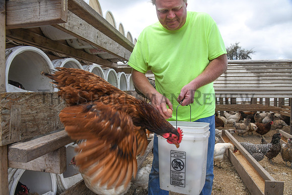 SRX HAGGERTY'S HAPPY HENS 8