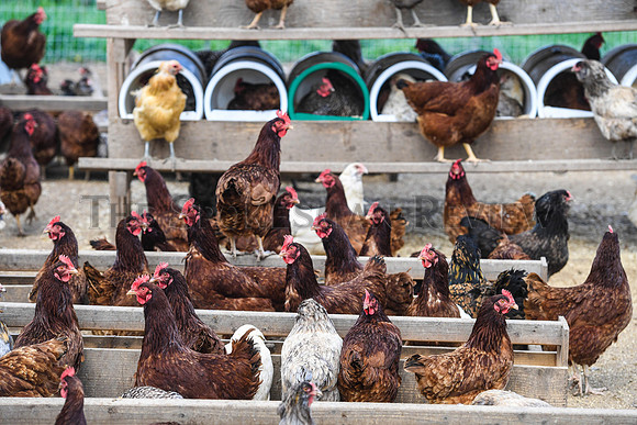 SRX HAGGERTY'S HAPPY HENS 7