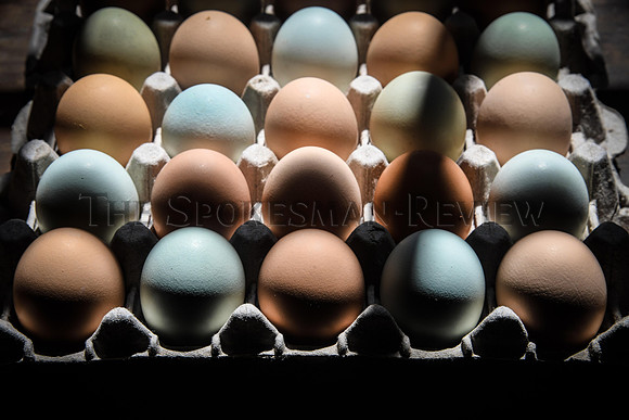 SRX HAGGERTY HAPPY HENS 1