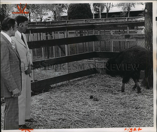 1974 Press Photo Governors Links and Evans in Spokane with a North Dakota bison