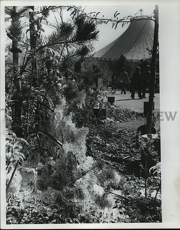 1974 Press Photo Ice covered foliage on the grounds of Expo '74.