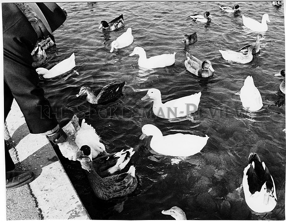 ducks49