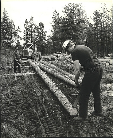 1979 Press Photo Chuck Kinkaid limbing trees with a chainsaw in Post Falls Idaho