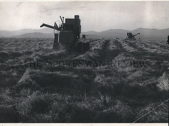 1964 Press Photo Idaho threshers out in full force to harvest grass seed crops