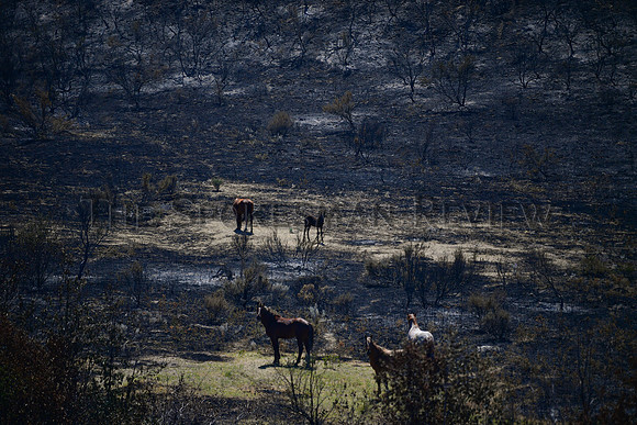 FIRE_008_tt