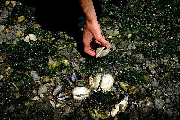 SHELLFISH_002_tt