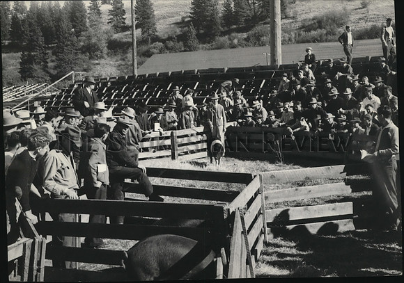 1943 Press Photo Crowd at First Annual Show and Sale Washington Swine Breeders