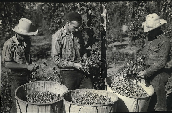 1937 Press Photo Hop picking in Yakima