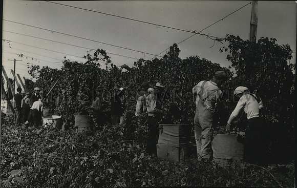 1937 Press Photo Picking hops near Yakima