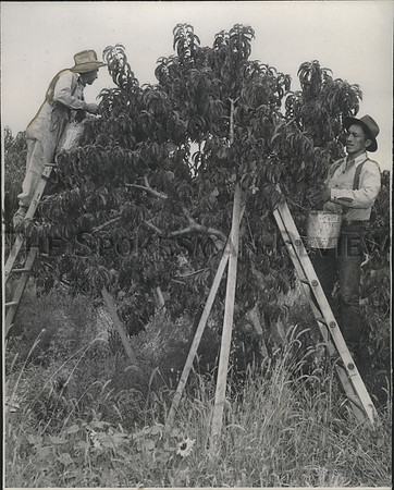 1946 Press Photo Men Picking Yakima Valley Peaches