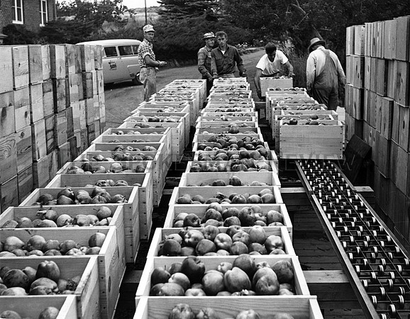 apples14