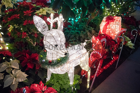 SRX HOLIDAY LIGHTS AT GAISER 5