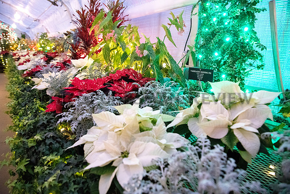 SRX HOLIDAY LIGHTS AT GAISER 4