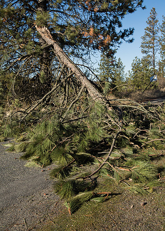 SRX WINDSTORM