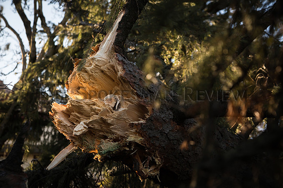 SRX WINDSTORM