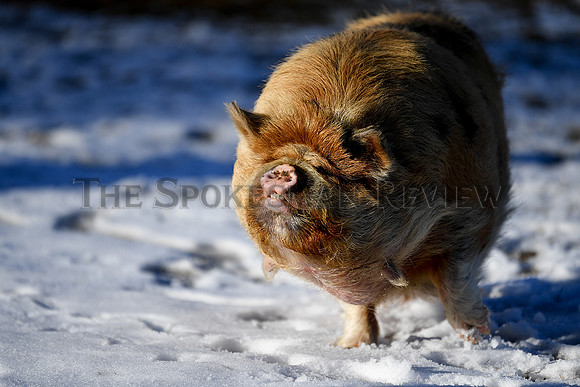 SRX_pig_006_tt