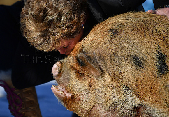 SRX_pig_005_tt