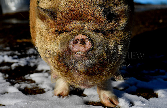 SRX_pig_001_tt