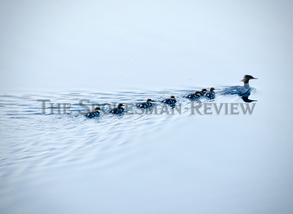 SRX MERGANSER FEATURE