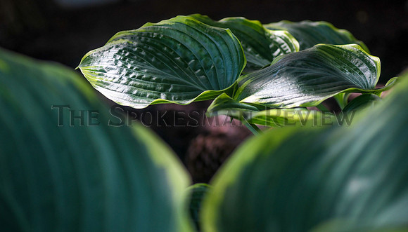 srx_CDA_Garden_4_.jpg