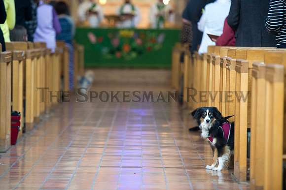 BLESSING OF THE ANIMALS 2
