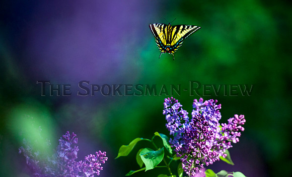 srx_Butterfly_.jpg