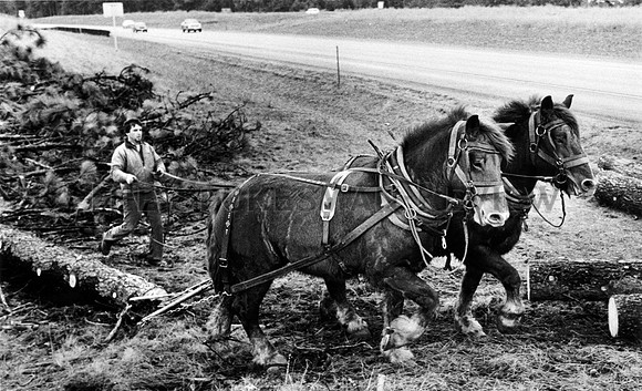 animals horses 50