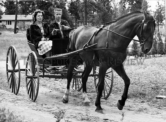 animals horses 103