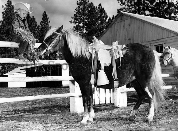 animals horses 127