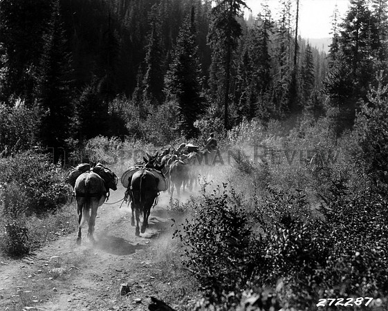 animals horses 179