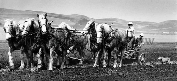 animals horses 173